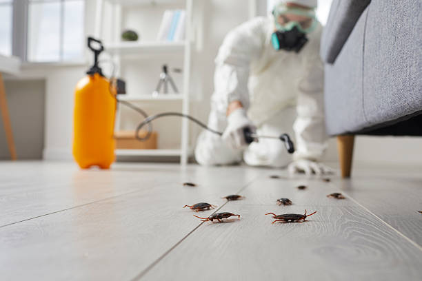 Commercial Rodent Management in Dewey-Humboldt